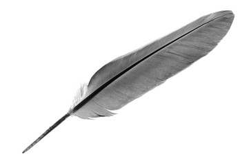 Single bird feather in black and white isolated on a white backg