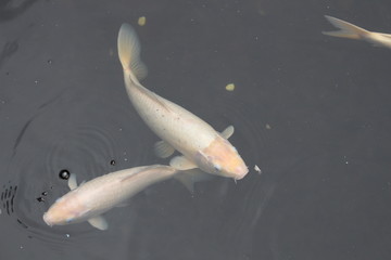 Two Koi fishes, Loro Park, Tenerife, Spain, September 2016