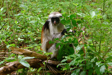 Colobus Affen auf Sansibar