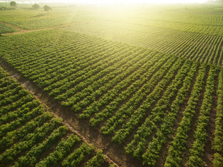 Aerial view of field growing tobacco on bright summer day  in THAILAND