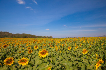 Obraz premium Sunflowers field