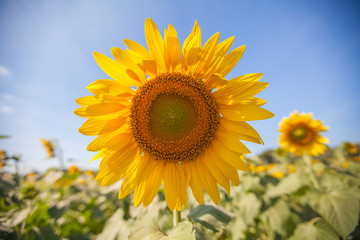 Close up of sunflower