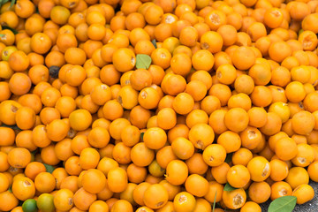 Fresh round kumquats (marumi kumquat) after harvesting