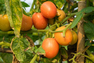 Tomatoes on tree in field