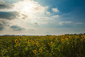 Obraz premium Sunflowers field and sky