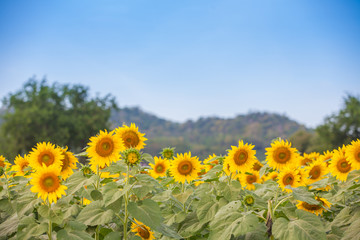 Sunflowers field and sky