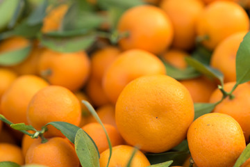 Fresh round kumquats (marumi kumquat) after harvesting