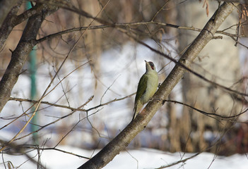 Green woodpecker sitting on the branch, turned his head