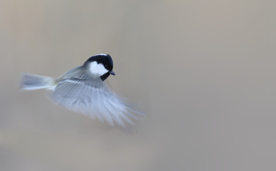 Marsh tit flies on grey background, and through  the wings visible his claws