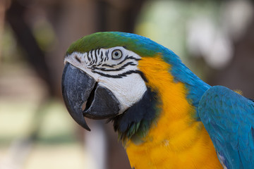 Parrots