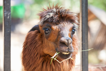 Fototapeta premium Alpaca