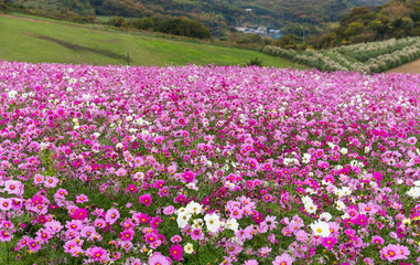Pink cosmos flower