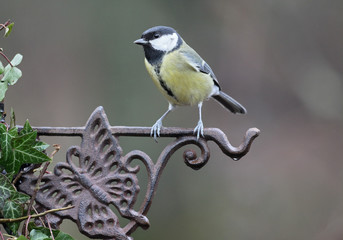 Great tit, Parus major