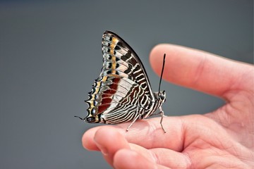 touch a butterfly