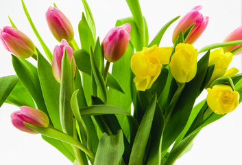 Tulips Saluting Spring