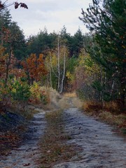 Obraz premium Лесная дорога