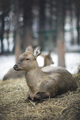 Whitetail deer doe and yearlings standing in the woods in winter snow