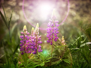 Lupinus polyphyllus flowers in the meadow