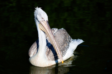 Pelican