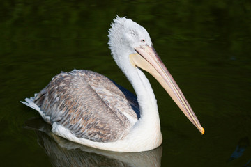 Pelican