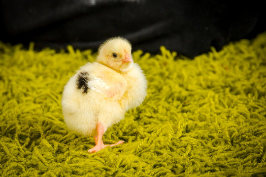 small chick