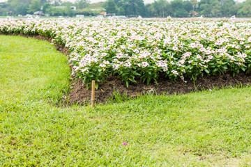 pink Watercress flowers