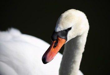 Swan