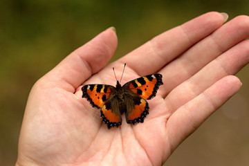 colorful butterfly sitting on the palm