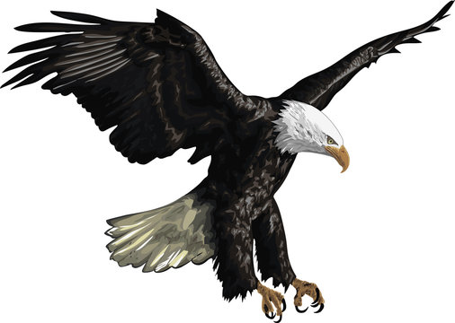 Illustration of a Bald Eagle isolated on a white background 