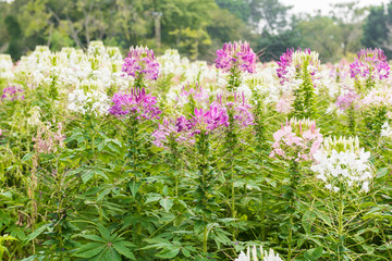 Cleome flower. Species of Cleome are commonly known as spider fl