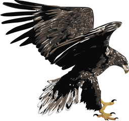 Fototapeta premium White-tailed Sea Eagle - High Quality, Detailed Realistic Illustration of Bird Isolated on white - Bird of Prey 