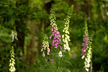 digitalis blooming in the woods © perfidni1