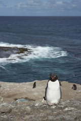 Fototapeta premium Rockhopper Penguin (Eudyptes chrysocome) on the cliffs of Bleaker Island in the Falkland Islands