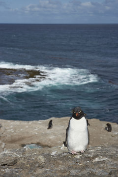 Rockhopper Penguin (Eudyptes chrysocome) on the cliffs of Bleaker Island in the Falkland Islands