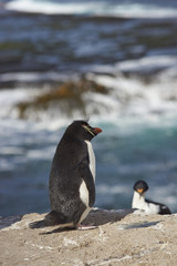 Naklejka premium Rockhopper Penguin (Eudyptes chrysocome) on the cliffs of Bleaker Island in the Falkland Islands