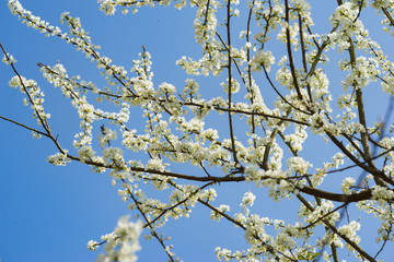 Branches of white plum flowers in spring