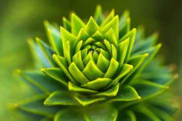 Chilenische Schmucktanne, Araucaria araucana, Makro eines Zweiges