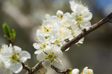 Branches of white plum flowers in spring