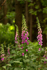 digitalis blooming in the woods