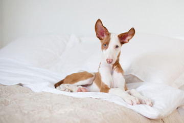 Ibizan Hound dog
