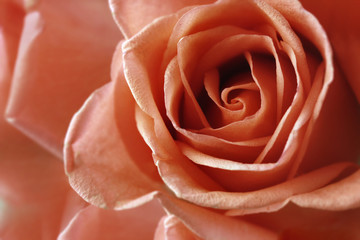Roses,flower background for Valentine's day.