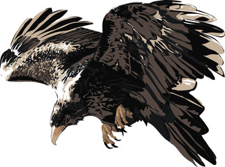 Naklejka premium Wedge tailed eagle - Detailed Realistic Illustration of Bird Isolated on white - Bird of Prey 