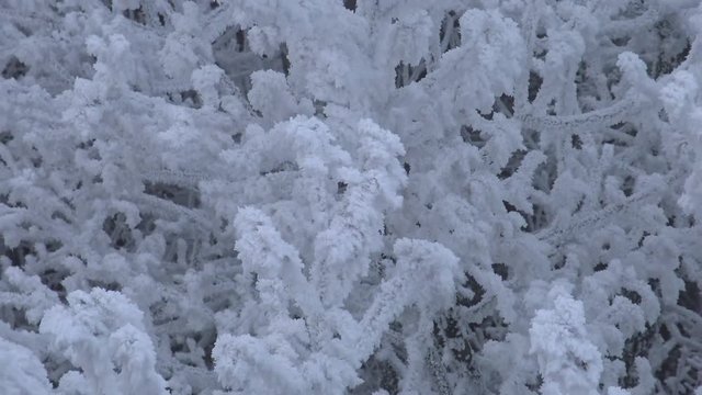 Very cold day in the forest in Hungary