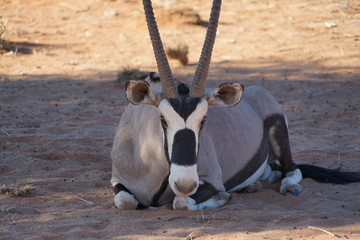 Oryx, im Schatten liegend