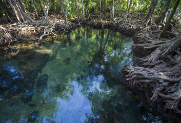 The mangrove forest in the emerald swamp, Krabi Thailand