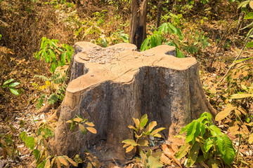 Dead dry sawed stump in Tay Nguyen, Central Highlands of Vietnam