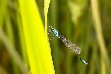 dragonfly sitting on the grass by the lake