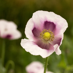 pink poppies blooming on the field
