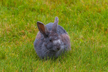 Dozens of rabbits running free around downtown Valdez, Alaska
