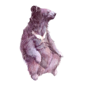 Watercolor realistic Grizzly  bear forest animal isolated on a white background illustration.